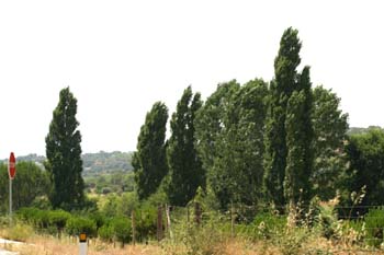 álamo negro - Porte (Populus nigra)