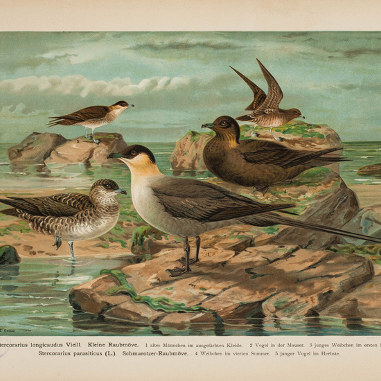 IES_CARDENALCISNEROS_AVES_LAMINAS_114