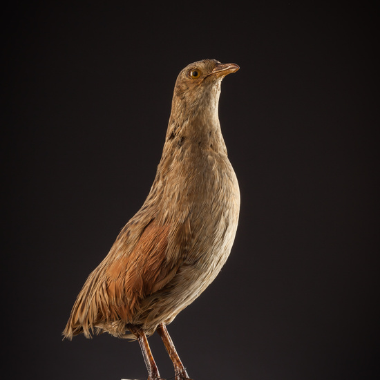 IES_SANISIDRO_BIOLOGIA_395