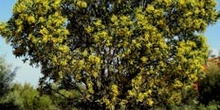Acacia silvestre, Australia central