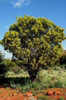 Acacia silvestre, Australia central