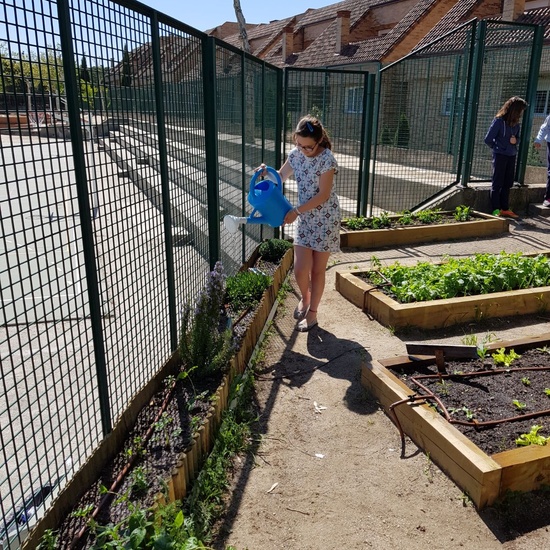 5º RIEGA HUERTO_CEIP FDLR_LAS ROZAS 6