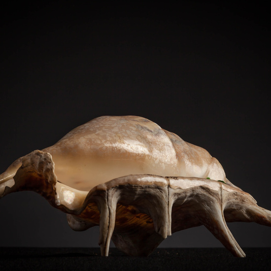 IES_CARDENALCISNEROS_CONCHAS_112