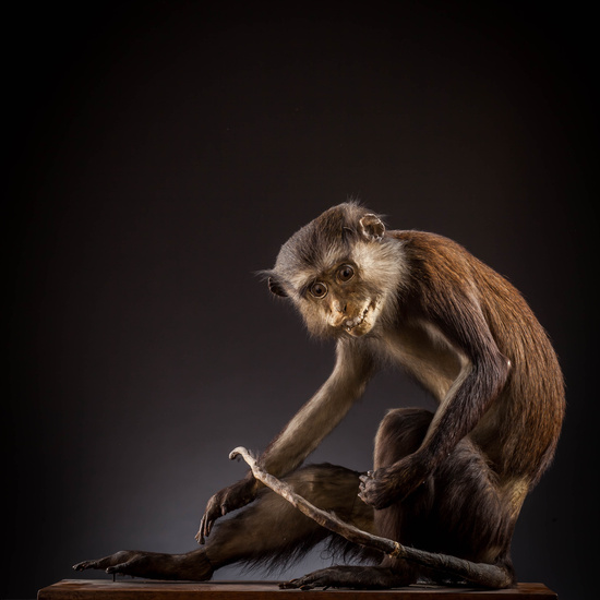 IES_SANISIDRO_MUSEO_Zoolgía_002