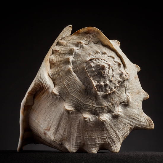 IES_CARDENALCISNEROS_CONCHAS_011