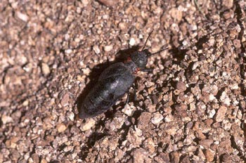 Aceitera (Meloë corallifer)