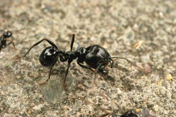 Hormiga (Messor gen.)