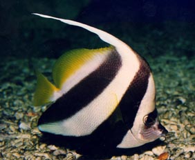 Pez mariposa portaestandarte (Heniochus acuminatus)