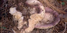 Russula integra