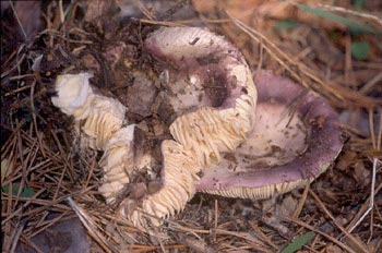 Russula integra