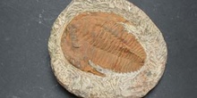 Cambropallas telesto (Trilobites) Cámbrico