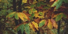 Castaño - Hojas (Castanea sativa)