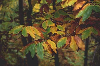 Castaño - Hojas (Castanea sativa)