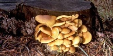 Hypholoma sp.