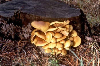 Hypholoma sp.