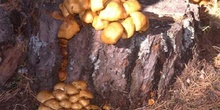 Pholiota penetrans