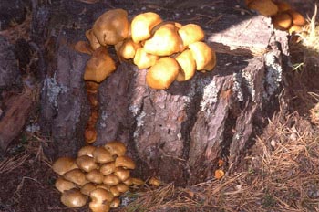 Pholiota penetrans