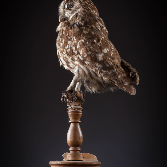 IES_SANISIDRO_MUSEO_Aves_054