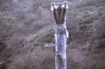 Tela de araña (Araneae Ord.)