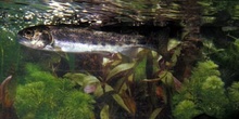 Trucha (Salmo trutta)