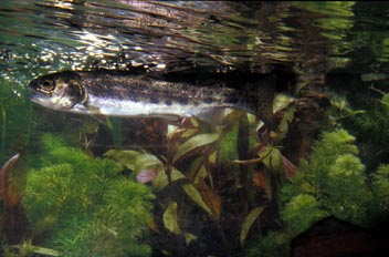 Trucha (Salmo trutta)