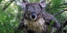 Koala mojado