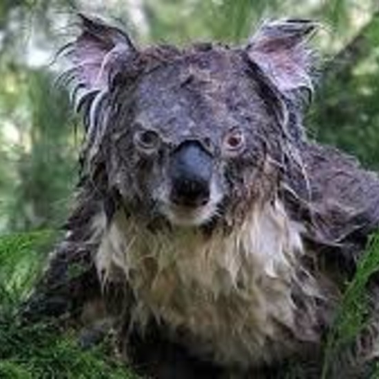 Koala mojado