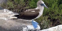 Piquero de patas azules, Ecuador