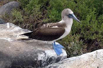 Piquero de patas azules, Ecuador