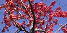 Manzano rojo (Malus purpurea)