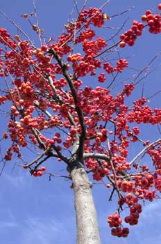 Manzano rojo (Malus purpurea)