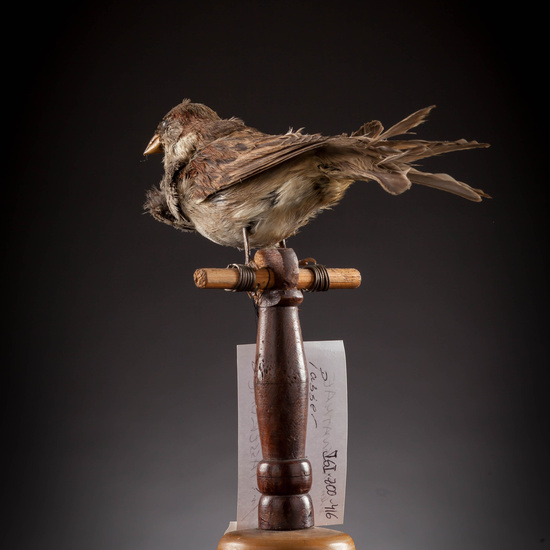 IES_SANISIDRO_MUSEO_Aves_127