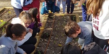 5º PLANTA EN EL HUERTO_CEIP FDLR_LAS ROZAS 10