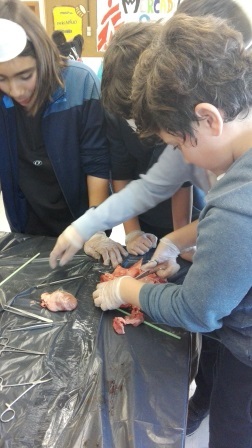 2018_02_09_DISECCION CORAZON Y PULMONES_SEXTO_CEIP FDLR_LAS ROZAS_2 17