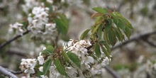 Cerezo - Flor (Prunus avium)