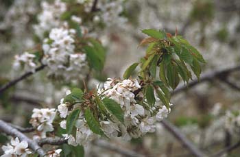 Cerezo - Flor (Prunus avium)
