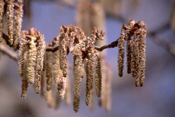 álamo blanco - Flor masc. (Populus alba)