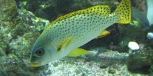 Besucon marino (Plectorhinchus gaterinus)