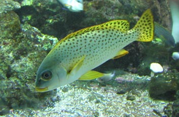 Besucon marino (Plectorhinchus gaterinus)