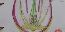 Ainara Martin angiosperm reproduction