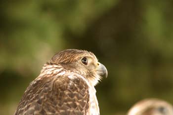 Halcón (Falcónido fam.)