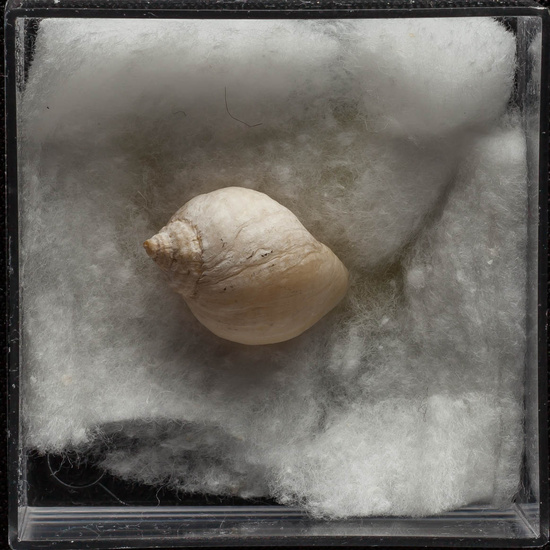 IES_ISABELLACATOLICA_BIOLOGIA_311