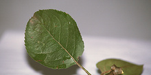 Hoja de manzano