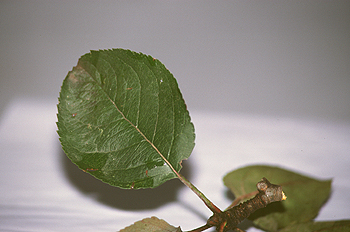 Hoja de manzano