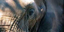 Elefante