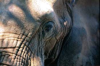 Elefante