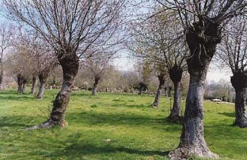 Fresno de hoja estrecha - Bosque (Fraxinus angustifolia)