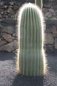 Echinopsis atacamensis ssp pasacana