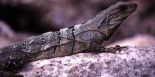 Lagarto en Chichén Itzá, México