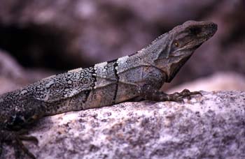 Lagarto en Chichén Itzá, México